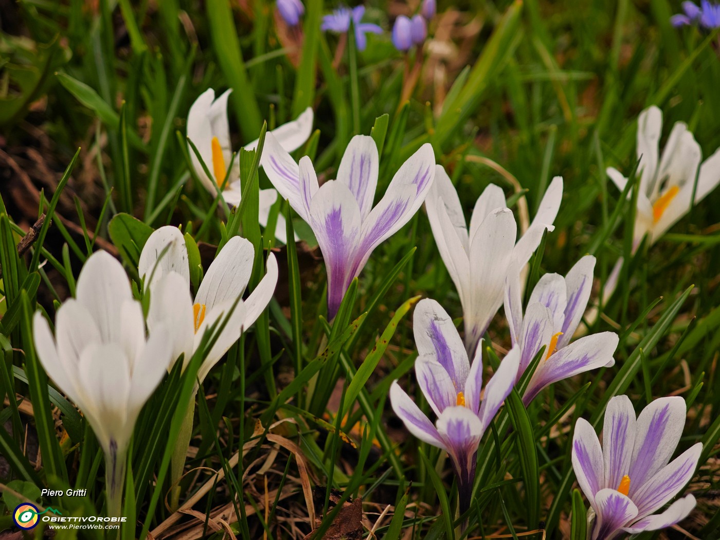 62 Scopriamo altri crocus vernus in fiore.jpg
